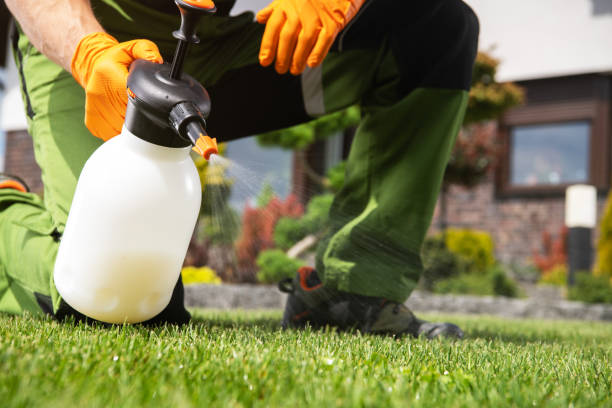 Best Wasp Removal Services  in Poth, TX