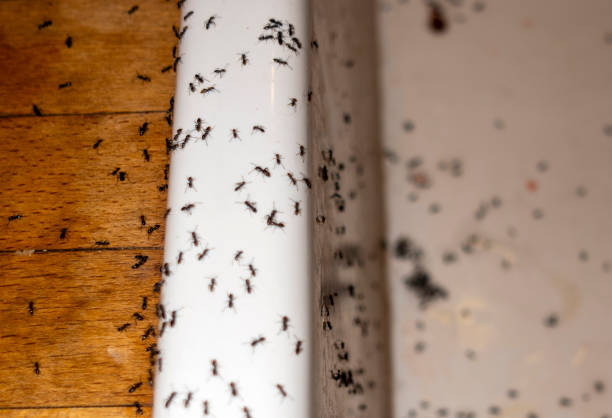 Best Ant Control Services  in Poth, TX