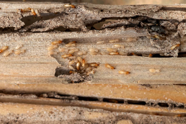 Best Insect Control  in Poth, TX